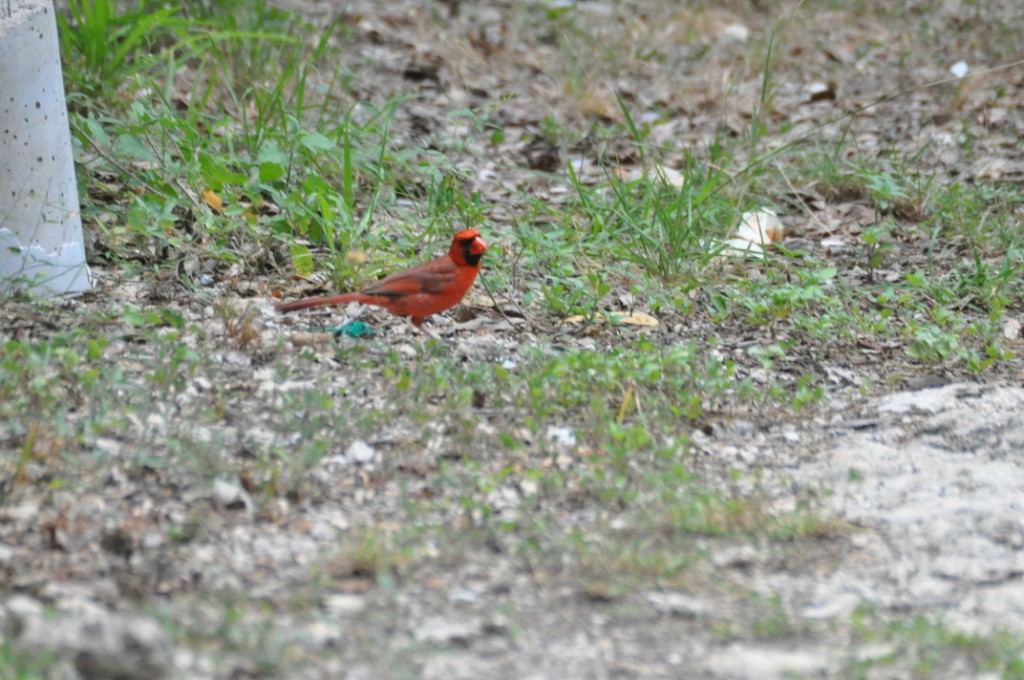 DSC_0127