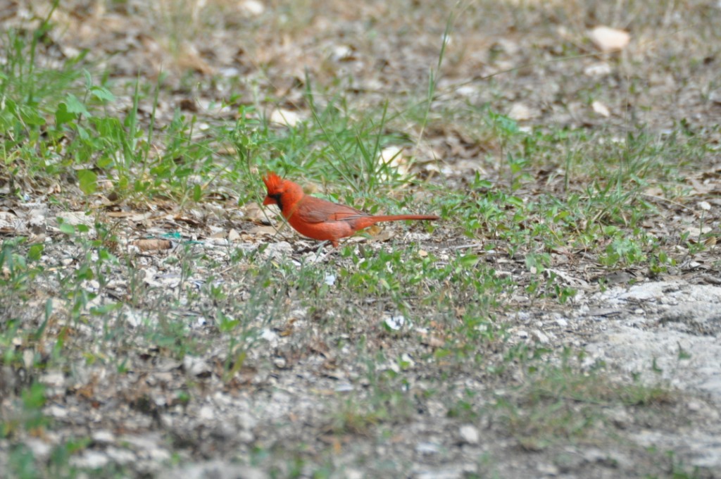 DSC_0220