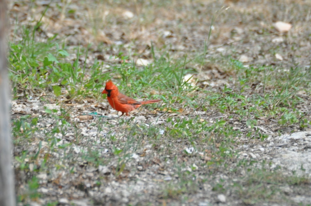 DSC_0221